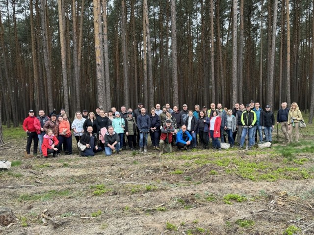 Pfleiderer posadził 25 tys. drzew nieopodal Wieruszowa