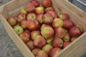 Darmowe jabłka od 10.30
