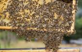 Pomoc finansowa dla pszczelarzy
