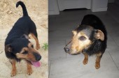 W miejscowości Pieczyska - Wieruszów zaginął pies