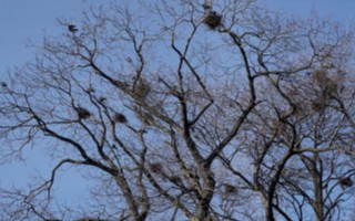 UWAGA! Usuwanie ptasich gniazd w parku w Sokolnikach